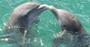 Buzzfeed staff can you beat your friends at this q. Dolphins Interesting And Fun Facts Questions