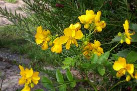 Image result for Senna floribunda