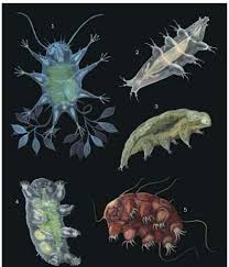 Tardigrada) also known as water bears are microscopic animals (their body size varies from 0.05 to 1.2 mm). Phylum Tardigrada Tardigrade Microscopic Photography Deep Sea Creatures