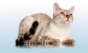 Bengal cats of higher lineage, from reputable breeders can be priced at much higher, from $2000 to $7000 (in case of highly rare and beautiful bengal cat, the price can be up to $10000). Snow Bengal Cat Infos History And Appearance Bengalcats Co