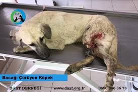 Vajinal Enfeksiyon Dost Dernegi