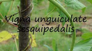 How to Pronounce Vigna unguiculate sesquipedalis? - YouTube