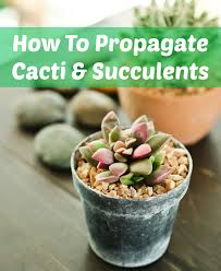 How to grow cactus and succulents indoors. How To Propagate Cacti Succulents Apartment Therapy