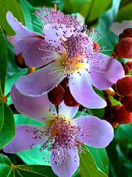 Image result for Bixaceae