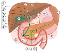 Medicalschool Bile Duct Cancer Bile Duct Gallbladder