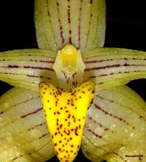 Image result for Bulbophyllum vulcanicum