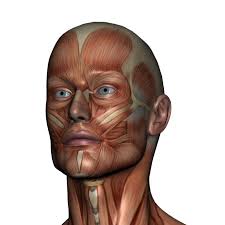 Nervi Cutanei e Strutture Fasciali (@nervicutaneiefascia) • Facebook