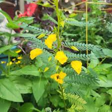 Image result for Chamaecrista biensis