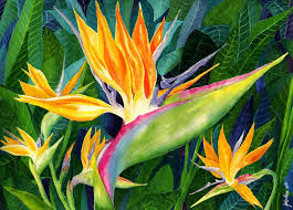 Bird Of Paradise Plant For Sale Near Me Bird Of Paradise By Janis Grau Paradise Painting Birds Of Paradise Flower Painting