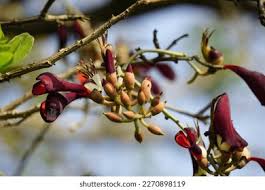 Image result for Erythrina fusca