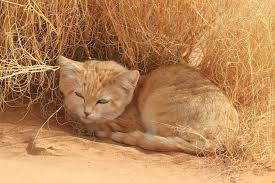 Les Chats Des Sables Etudies A La Loupe Dans Le Desert Marocain Interview Na il peut faire des bonds de 70 cm de hauteur. yabiladi com