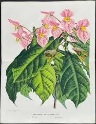 Image result for Dalechampia