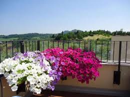 Si buscabas plantas para el balcón, la verbena no podía faltar en este listado, pues es una excelente opción.plántala en cestas colgantes para hacer uso del espacio vertical o en una jardinera. Flores Colgantes Para Balcon Fotos Plantas Foto Ella Hoy Flores Colgantes Jardines Plantas