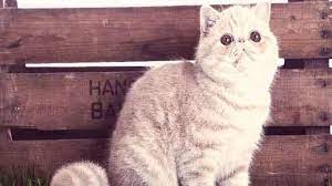 What Can Affect A Cat S Lifespan Petcarerx