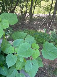 Image result for Kuloa usambarensis