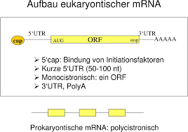 Feb 07, 2021 · der optimale aufbau einer mrna bezüglich der um die proteincodierende region herum erforderlichen sequenzen muss bei der impfstoffentwicklung empirisch ermittelt werden. Translationsstrategien Pdf Kostenfreier Download