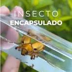 🪲Cristalizando/Encapsulando insecto disecado en resina epoxi. 🪲💚  #encapsulado #taxidermy #entomology #resinaepoxi