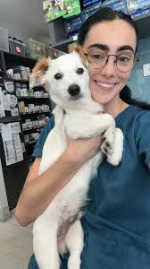 This cutie is currently in foster in Surrey and is waiting for his forever  home.