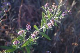 Image result for Athrixia phylicoides