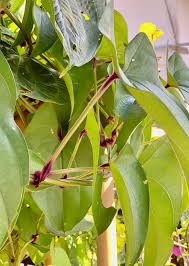 Image result for Dioscorea alata