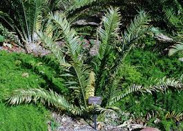 Image result for Encephalartos aplanatus