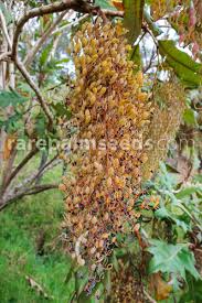 Image result for Boscia integrifolia