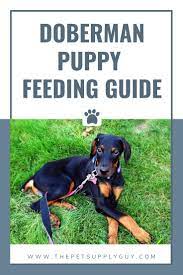 Pin On Dog Breed Information