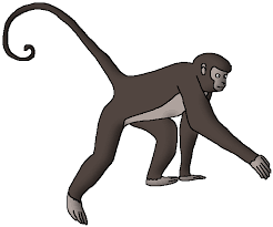 Jun 24, 2021 · springfield, ill. Geoffroy S Spider Monkey Wildlife Animal Pedia Wiki Fandom