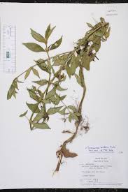 Image result for Spermacoce latituba