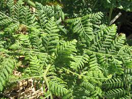 Image result for Hypolepis