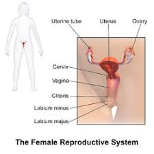 You have a woman's body now. Female Reproductive System Wikipedia