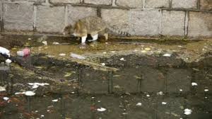 Resultado de imagem para gatos mortos na agua