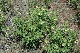 Image result for Physalis viscosa