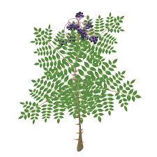 Check spelling or type a new query. Devil S Walking Stick Aralia Spinosa Mixed Media By Kevin Songer