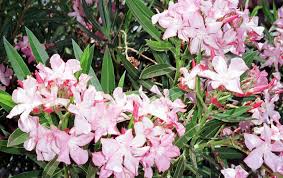 Plants cannot move to escape their predators. Some Plants Can Be Dangerous Or Deadly To Pets Lifestyle Tylerpaper Com