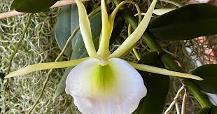 Image result for Angraecum infundibulare