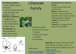 Image result for Liliaceae