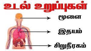மனித உடல் உறுப்புகள் | learn body parts name in tamil | parts of the body in tamil | udal uruppugal subscribe to our channel. à®®à®© à®¤ à®‰à®Ÿà®² à®‰à®± à®ª à®ª à®•à®³ Learn Body Parts Name In Tamil Parts Of The Body In Tamil Udal Uruppugal Youtube