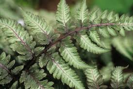 Image result for Athyrium newtonii