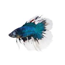 On the cusp of turning 18 and trying to find her place in the world, charlie watson discovers bumblebee. Male Butterfly Bettas For Sale Order Online Petco