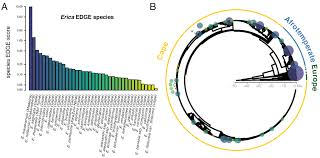 Image result for Erica microdonta