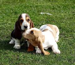 Adopt Basset Hound Puppies Basset Hound Puppy Hound Puppies Hound