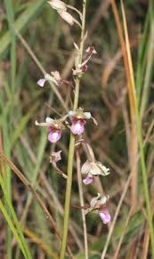 Image result for Eulophia