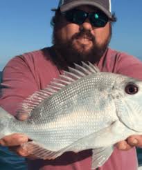 Bar Jack Fillets Shipped Fresh to Your Door Overnight