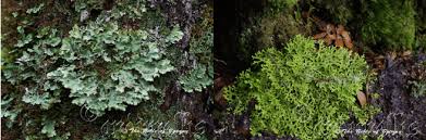 Image result for Pavetta hymenophylla