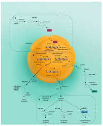 Garlic is the most common natural cure for colon cancer. Cancers Free Full Text Microrna As Epigenetic Modifiers In Endometrial Cancer A Systematic Review Html