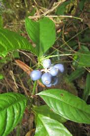 Image result for Lasianthus kilimandscharicus