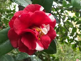 Camellia Adolphe Audusson