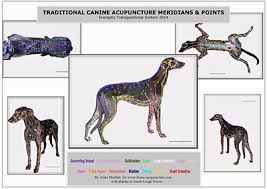 Canine Acupuncture Acupressure Points And Meridians Charts
