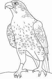 Hawk Falcon Coloring Pages For Kids Preschool And Kindergarten Bird Coloring Pages Coloring Pages Horse Coloring Pages